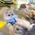 FurryFusion Nid d'espace pour chat FurryFusion Nid d'espace pour chat