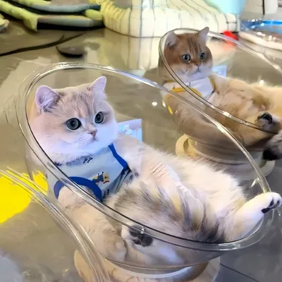 FurryFusion Nid d'espace pour chat FurryFusion Nid d'espace pour chat