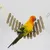 MCBOSON Échelle Oiseaux avec Balançoire
