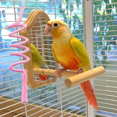 HausPets Échelle en bois 1.5cm pour oiseaux & petits animaux