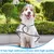 ZooVenture Wasserdichter Hunde-Regenmantel M – Wasserdicht, 36–42 cm ZooVenture Wasserdichter Hunde-Regenmantel M – Wasserdicht, 36–42 cm