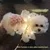 FurryFusion Décoration lumineuse en forme de papillon pour chien FurryFusion Décoration lumineuse en forme de papillon pour chien