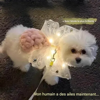FurryFusion Décoration lumineuse en forme de papillon pour chien FurryFusion Décoration lumineuse en forme de papillon pour chien