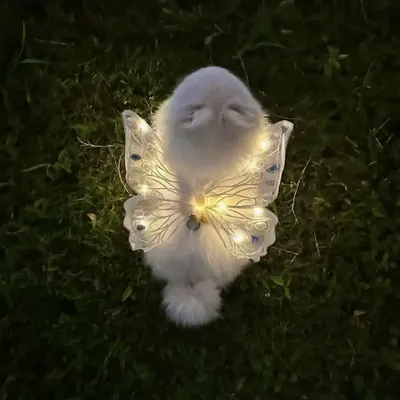 FurryFusion Décoration lumineuse en forme de papillon pour chien FurryFusion Décoration lumineuse en forme de papillon pour chien