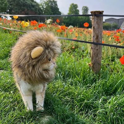 FurryFusion Accessoires de déguisement pour chats
