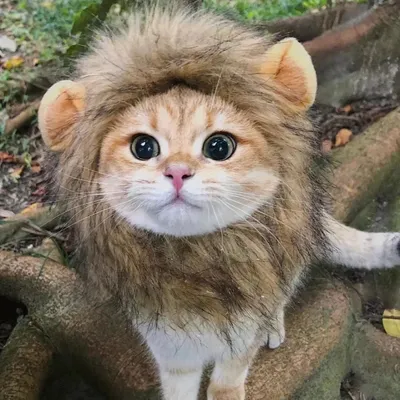 FurryFusion Verkleidungszubehör für Katzen FurryFusion Verkleidungszubehör für Katzen