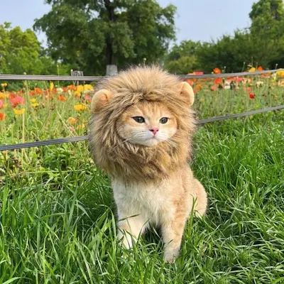 FurryFusion Verkleidungszubehör für Katzen FurryFusion Verkleidungszubehör für Katzen