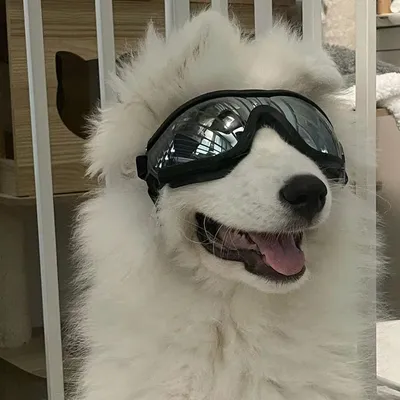 ZooVenture Hundebrille Katze Sonnenschutz Schwarz M ZooVenture Hundebrille Katze Sonnenschutz Schwarz M