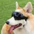 ZooVenture Hundebrille Katze Sonnenschutz Schwarz M ZooVenture Hundebrille Katze Sonnenschutz Schwarz M