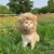 FurryFusion Verkleidungszubehör für Katzen FurryFusion Verkleidungszubehör für Katzen