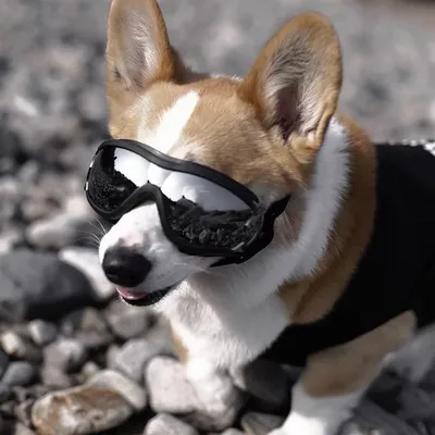 ZooVenture Hundebrille Katze Sonnenschutz Schwarz L