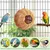 Niche en Bois Perroquet PetTribes - Aire de Nidification Petits Oiseaux