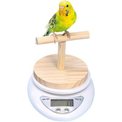 ZooVenture Balance Perroquet - Bois, Haute Précision, Surveillance Santé
