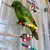 MCBOSON Perchoir Flexible Oiseaux, Bois 100cm