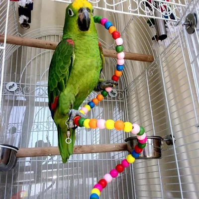 MCBOSON Perchoir Flexible Oiseaux, Bois 100cm