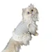 FurryFusion Prinzessin Katzenrock-Weste