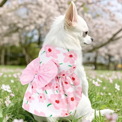 ZooVenture Sommerkleid Hund Katze - Blümchen, Atmungsaktiv ZooVenture Sommerkleid Hund Katze - Blümchen, Atmungsaktiv