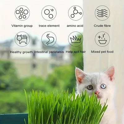 PetTribes Kit Culture Herbe Chat ABS Double Couche Sans Graines PetTribes Kit Culture Herbe Chat ABS Double Couche Sans Graines