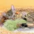 HausPets Oreiller en peluche à cataire, confort optimal 3 pcs