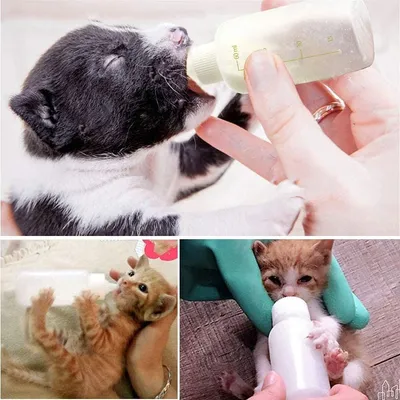 PetTribes Biberon 60ml pour Bébés Animaux Complet PetTribes Biberon 60ml pour Bébés Animaux Complet