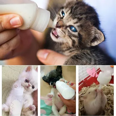 PetTribes Biberon 60ml pour Bébés Animaux Complet PetTribes Biberon 60ml pour Bébés Animaux Complet