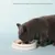 FurryFusion Gamelle pour chat en duo FurryFusion Gamelle pour chat en duo