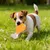 FurryFusion Jouet de mordage en forme de poulet pour chiens FurryFusion Jouet de mordage en forme de poulet pour chiens