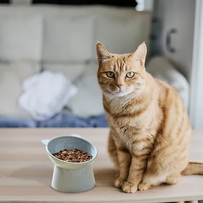 MCBOSON Bleu Inclinée Anti-vomissement Surélevée Gamelle Chat MCBOSON Bleu Inclinée Anti-vomissement Surélevée Gamelle Chat