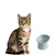 MCBOSON Bleu Inclinée Anti-vomissement Surélevée Gamelle Chat MCBOSON Bleu Inclinée Anti-vomissement Surélevée Gamelle Chat
