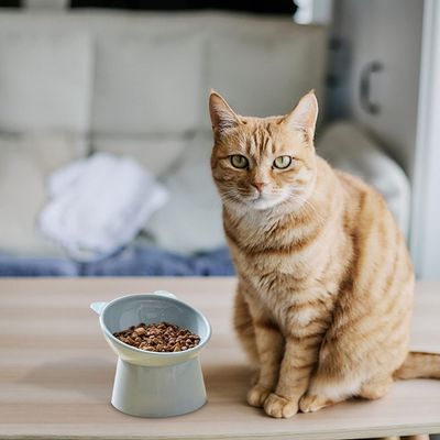 Zoomtopia Gamelle chat inclinable anti-vomissement bleue ABS