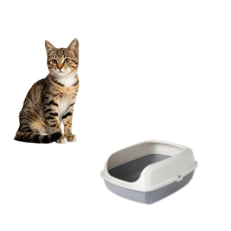 Amazon Basics Katzentoilette – Hohe Wände, Öffnung oben