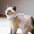 Harnais Chat PetTribes Bleu Design Abeille et Laisse Ajustable Harnais Chat PetTribes Bleu Design Abeille et Laisse Ajustable