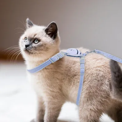 Harnais Chat PetTribes Bleu Design Abeille et Laisse Ajustable Harnais Chat PetTribes Bleu Design Abeille et Laisse Ajustable