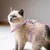 Harnais Chat PetTribes Mauve Design Abeille et Laisse Ajustable