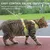 Zoomtopia Harnais chat anti-fuite avec laisse vert taille M