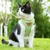 Zoomtopia Harnais chat anti-fuite avec laisse vert taille M