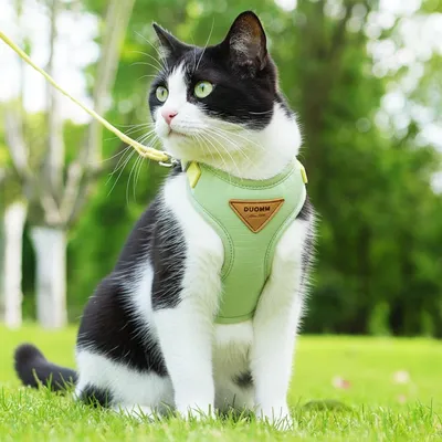 Zoomtopia Harnais chat anti-fuite avec laisse vert taille M