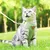 Zoomtopia Harnais chat anti-fuite avec laisse vert taille M