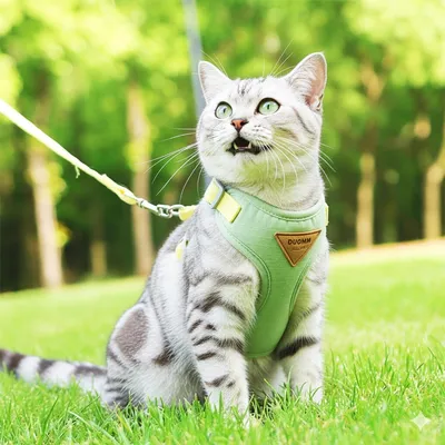 Zoomtopia Harnais chat anti-fuite avec laisse vert taille M