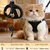 PetTribe Harnais+Laisse Chat, Réfléchissant, Promenades Sûres - Rose