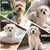 PetTribes Brosse Auto-Nettoyante Chiens Petits Poils Longs, Rose PetTribes Brosse Auto-Nettoyante Chiens Petits Poils Longs, Rose
