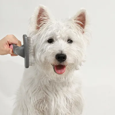 FurryFusion Peigne à démêler et éliminer les poils pour chiens et chats FurryFusion Peigne à démêler et éliminer les poils pour chiens et chats