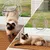 FurryFusion Puerta transparente de cristal para gatos y perros