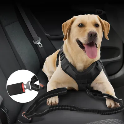 ZooVenture Laisse Chien Tactique - Élastique, Boucle Grenouille