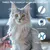 ZooVenture Kit Toilettage Chien - Ciseaux, Peigne, Inox ZooVenture Kit Toilettage Chien - Ciseaux, Peigne, Inox