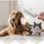 ZooVenture Brosse Vapeur Chat Chien Blanc ZooVenture Brosse Vapeur Chat Chien Blanc