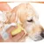 PetTribes Brosse de Bain pour Animaux avec Distributeur de Shampooing PetTribes Brosse de Bain pour Animaux avec Distributeur de Shampooing