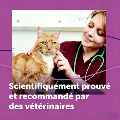 HausPets Phéromones de relaxation pour chats Relaxation à la maison