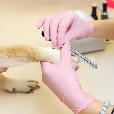 PetTribes-Ongles Animaux, Garde Sécurité + Lime, Toutes Races & Tailles PetTribes-Ongles Animaux, Garde Sécurité + Lime, Toutes Races & Tailles