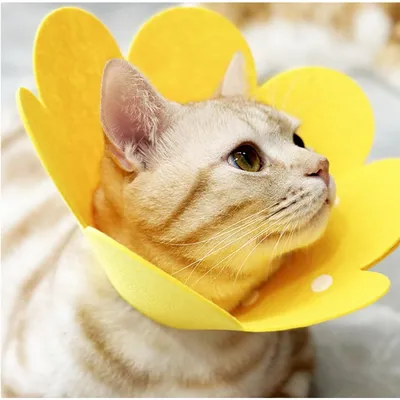 ZooVenture Collier Convalescence Chat Fleur 3P